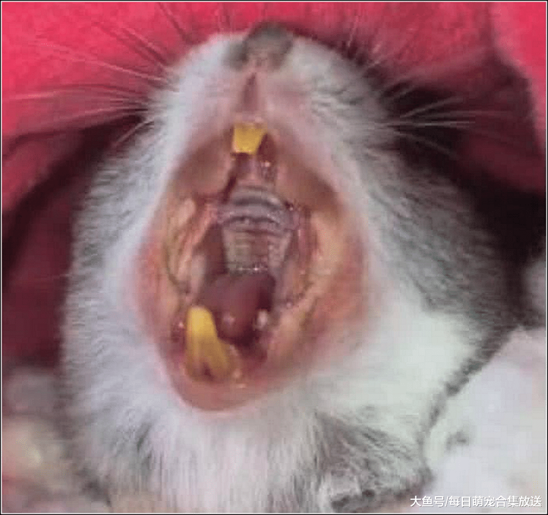 仓鼠正在吃东西，主人朝它打了个喷嚏，随后一幕瞬间萌翻了