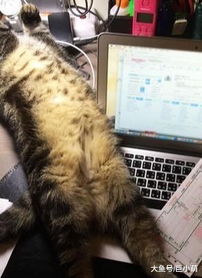 猫咪一睁眼就找主人，抱手露腿无所不用，工作有我重要吗？