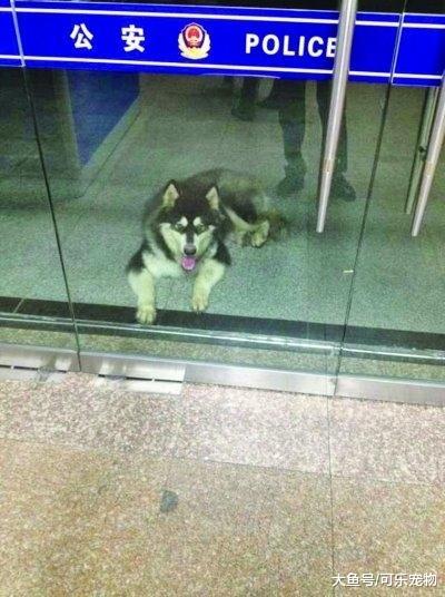 走丢的阿拉斯加被送进派出所，结果大闹派出所，民警：求速速领走