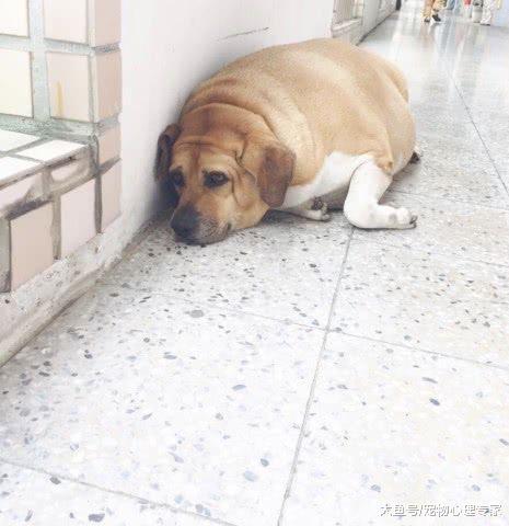 流浪狗被收养，校园喂食的人不断，食物成了狗狗无法消受的爱意