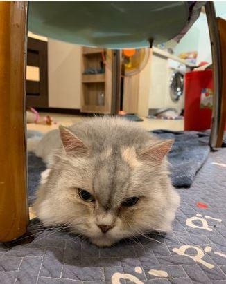 猫咪被主人摸屁屁骚扰，敢怒不敢言，卑微逃走还被主人狂揩油