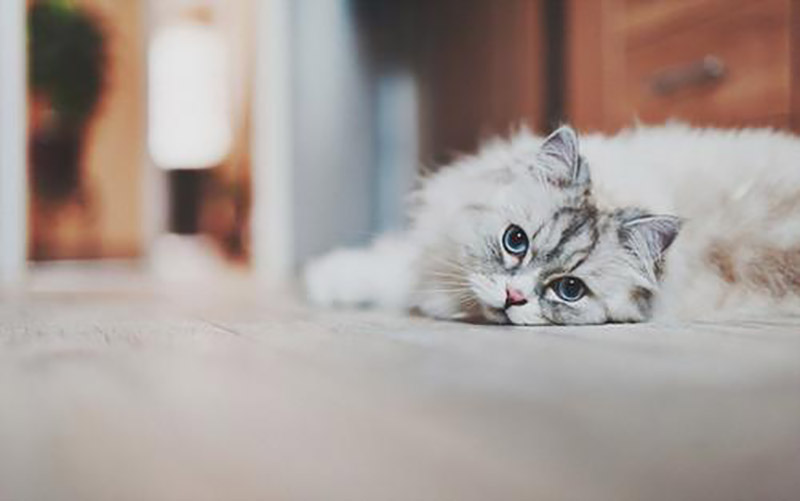 兰夏小知识~冬季猫猫应如何护理！