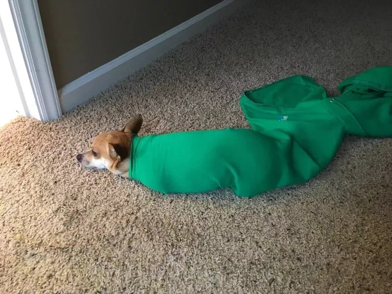 ?被困在袖子里的汪星人