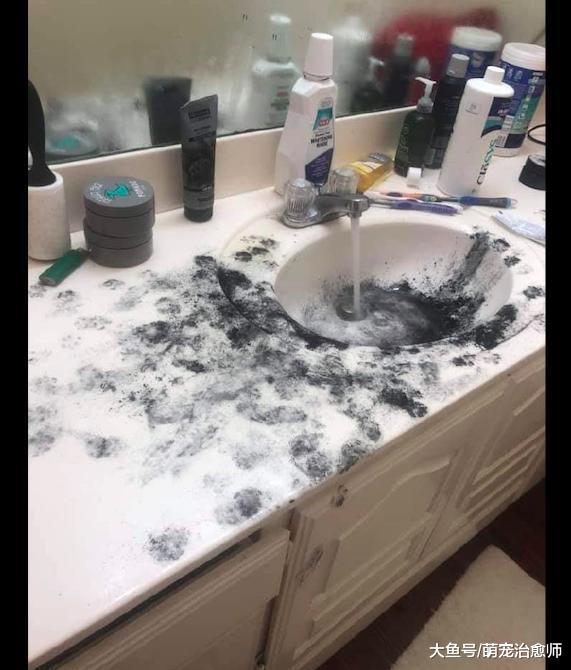 貓咪把墨汁打翻后，還把家里其他地方都染上了墨汁，看了好崩潰！