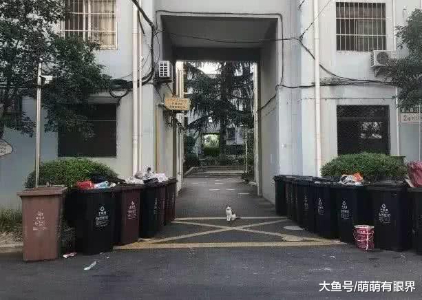 因垃圾分类被饿得瘦骨嶙峋的流浪猫，抱人大腿求得领养后，报恩方式略显无奈