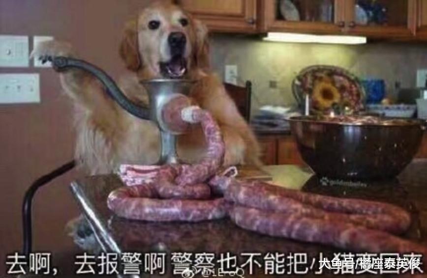 铲屎的! 我给你设计了一个新款流苏沙发, 你看看我手艺怎么样?