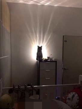 终于，生活对我这只无辜的小猫咪下手了