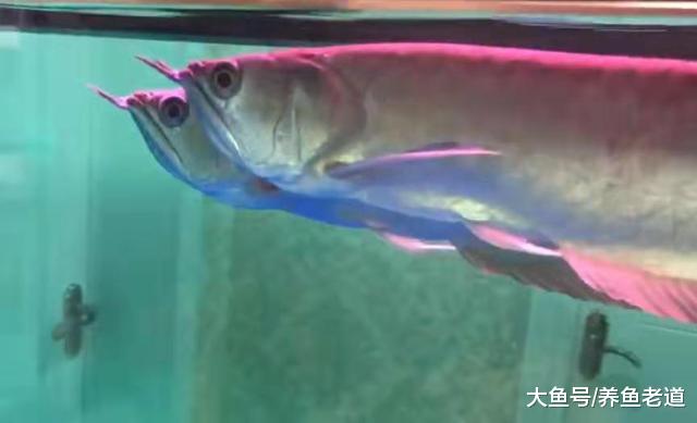 观赏鱼水霉病的治疗，一句话就搞定了，为什么有时候就是治不好？