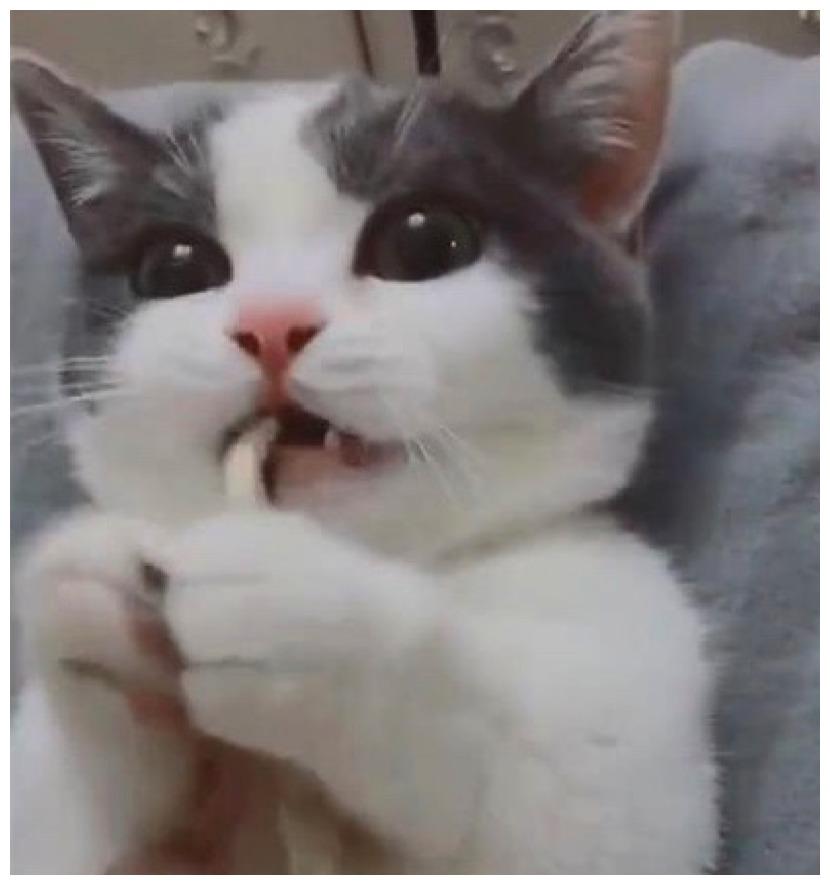 猫咪零食吃不停, 女主人和它哭穷, 它: 关我什么事