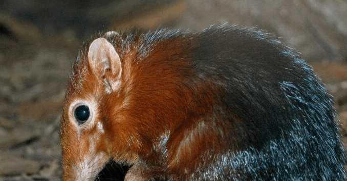 5種一度被認為已經滅絕的珍稀動物, 后來又被重新發現!