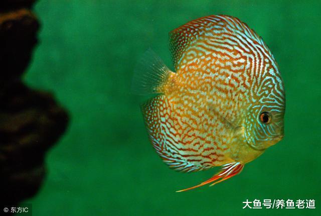 觀賞魚水質和魚病是交替關系，我們可以把握四項原則來調理！