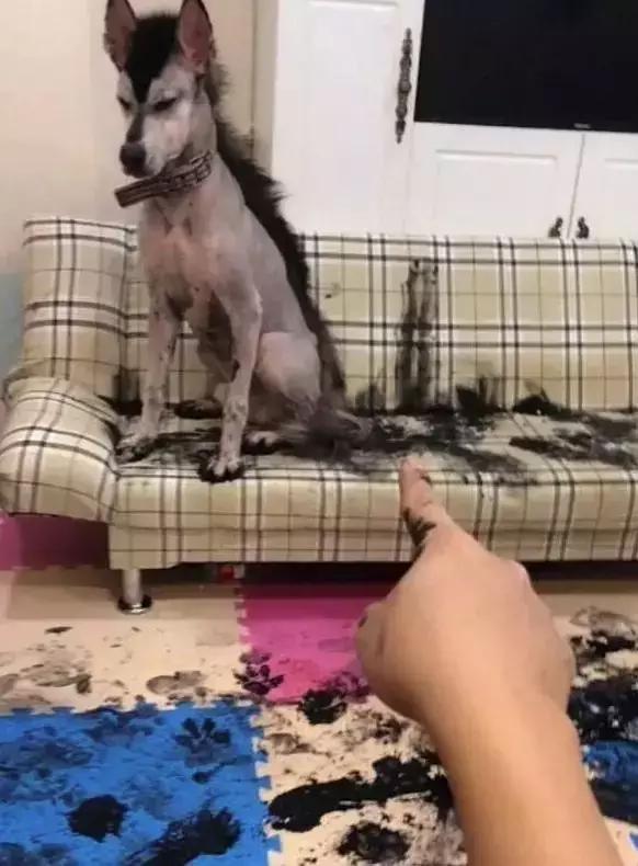 这货上辈子怕是个国画家，二哈又给家里抹黑啦！