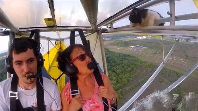 猫咪躲在飞机顶棚上睡觉，一觉醒来在天上，手忙脚乱向飞行员求救