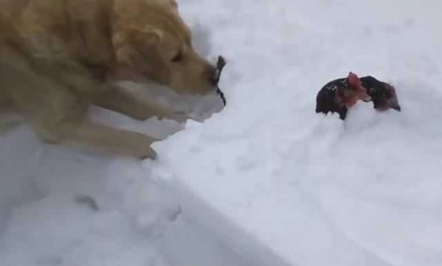 大雪把两只鸡掩埋了, 动也动不了, 金毛奋力刨雪救鸡 场面感人