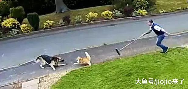 三观尽毁！平日里威风凛凛的德牧，居然被一只小猫追得满大街乱跑