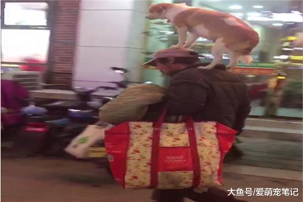 流浪漢帶狗狗散步，卻因“背狗”而走紅，感嘆這是只達到巔峰的汪
