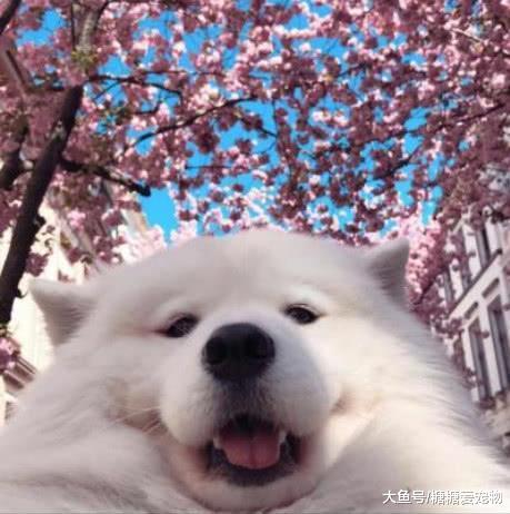 那些被主人“玩壞”的寵物，都是值得收藏的表情包，貓：你挺鬧心