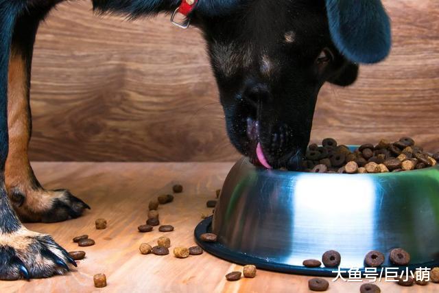 给狗狗食物还要被狗吠，对着自己的主人，也会有护食的问题吗