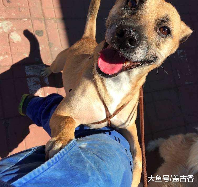 狗狗也有一个通病？千万别过分的宠溺纵容，到时候想管都管不住！