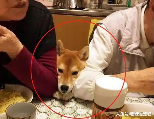 柴犬上餐桌搶飯吃，結果卻被擠出了“搞怪臉”，主人：要點臉行嗎