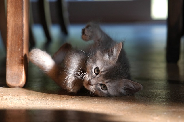 养好一只猫从了解它开始，猫的这些反应都表示它对主人不满意