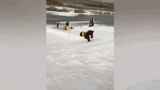 主人玩滑轮胎, 狗子克服胆怯冲下雪坡, 狗: 主人我来救你……