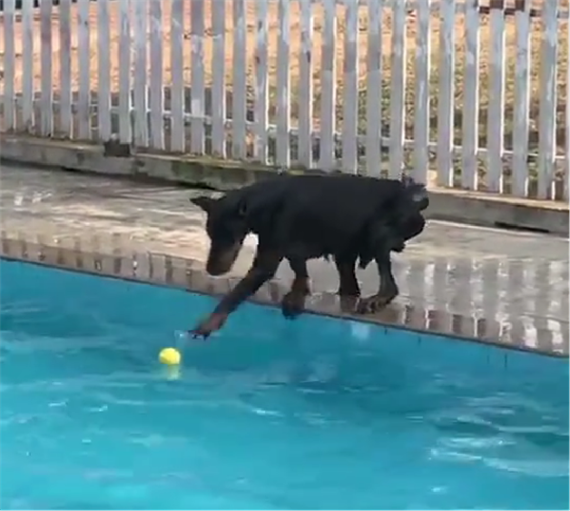 网球落入游泳池，猛犬在池边用爪子不停刨水，最后的结局亮了……