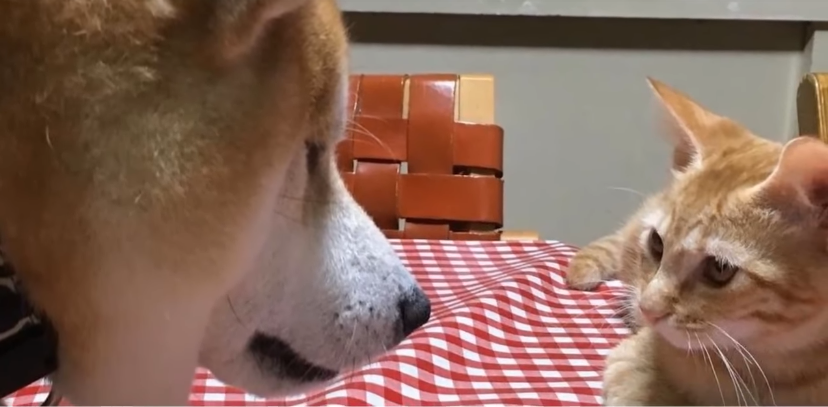 陪伴柴犬15年的猫咪去世，柴犬伤心难耐，主人开导它的方法很赞