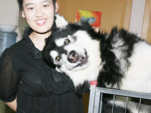 狗子把吃剩的火腿藏在狗窝里, 还用爪子捂着不让看, 笑哭主人