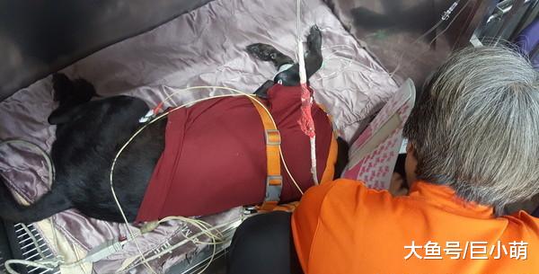 狗狗连肉都不吃，肚子胀成皮球，主人劝诫养大狗的要注意这些