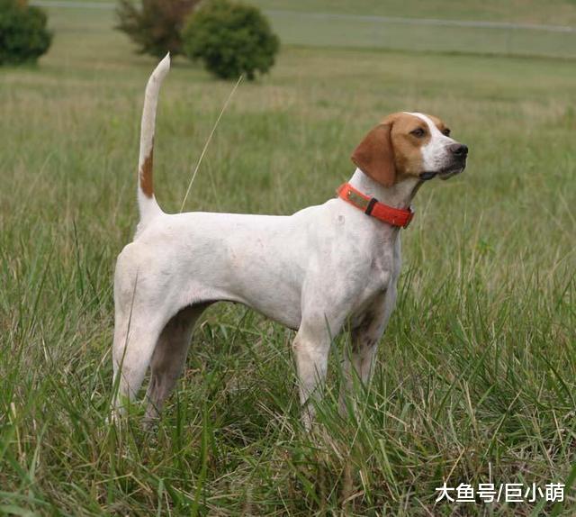 狗狗见到你就摇尾巴，你以为它在打招呼？下一秒它可能就咬你一口