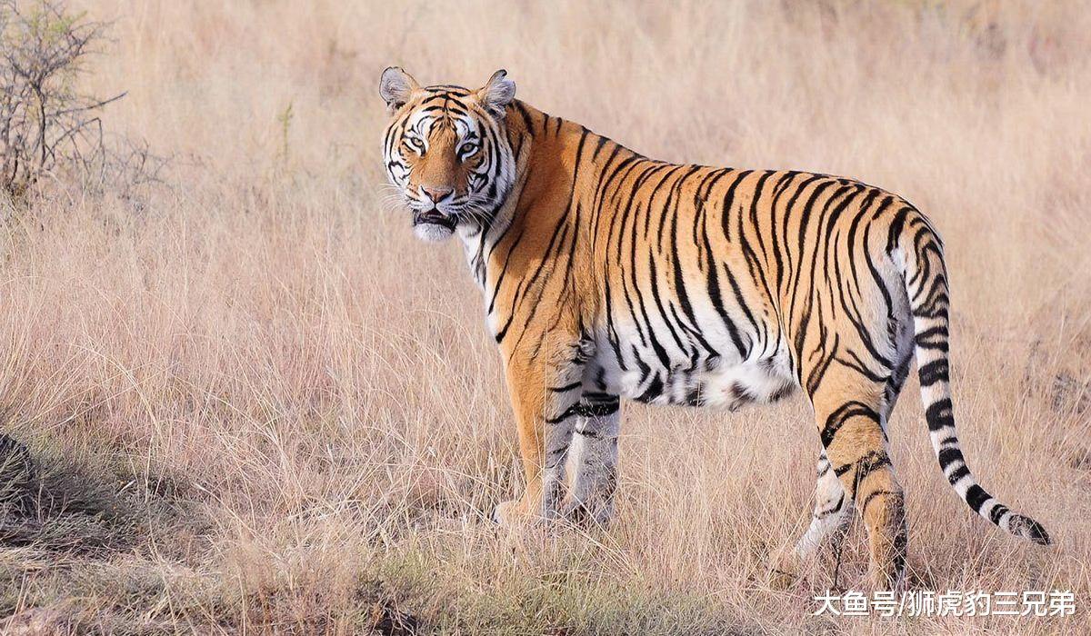 老虎雖然厲害，但是動物園里的老虎，還能夠打贏原生純種藏獒嗎？