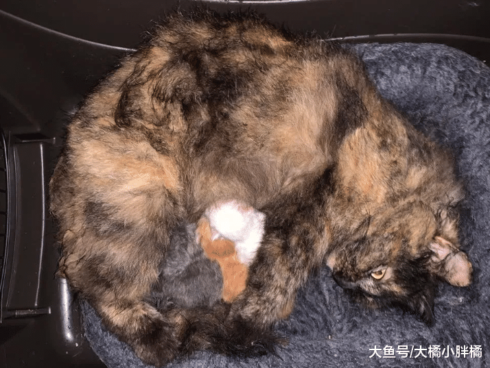 流浪猫刚生下4只小猫，却遇上绵绵阴雨，小猫的叫声救了猫咪一家