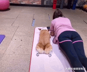 柯基做平板支撑，结果却发现睡着了，汪：尽力了，请原谅我腿太短
