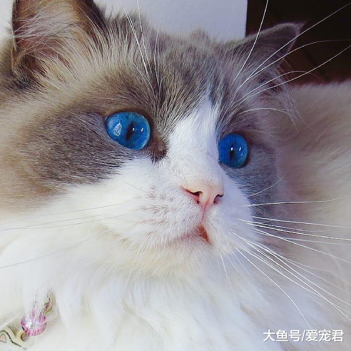 有時候貓咪在嗅一些東西后，會露出夸張的表情，它們是在做鬼臉嗎