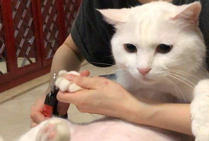 猫咪一定要剪指甲吗？如果它不喜欢，是不是可以不剪