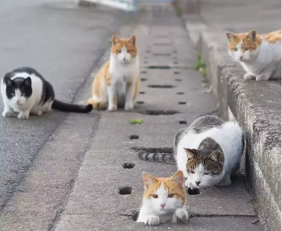 他拍摄的流浪猫，个个儿都生龙活虎，快活得让家喵羡慕……