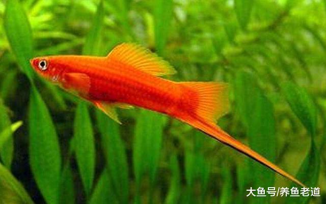 黑玛丽鱼和红箭鱼在饲养、繁殖上有什么注意问题?