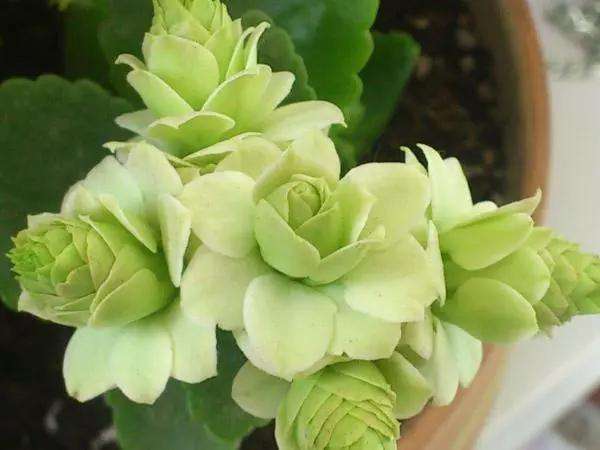 长寿花夏天休眠？反正我是不信的，扦插才20天就这样了