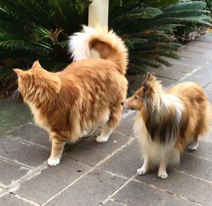 本想养个小可爱，没想到，这货居然破了吉尼斯世界纪录！