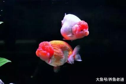 饲养观赏鱼哪有不死鱼的，死鱼正好给了我们更新换代的机会！