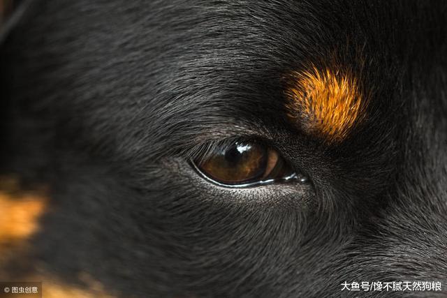 想要纯种罗威纳并不难，只要将这5点看清楚，就能梦想成真！