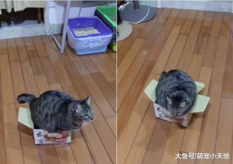 虎斑猫魔性扭屁屁硬塞纸箱, 网友笑翻: 满出来啦