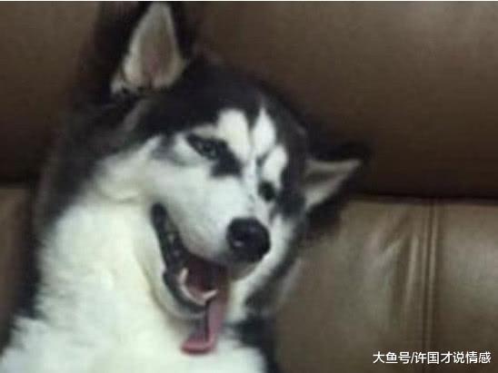 铲屎官出门没带狗狗，回家后眼前的场景惹狗主笑喷