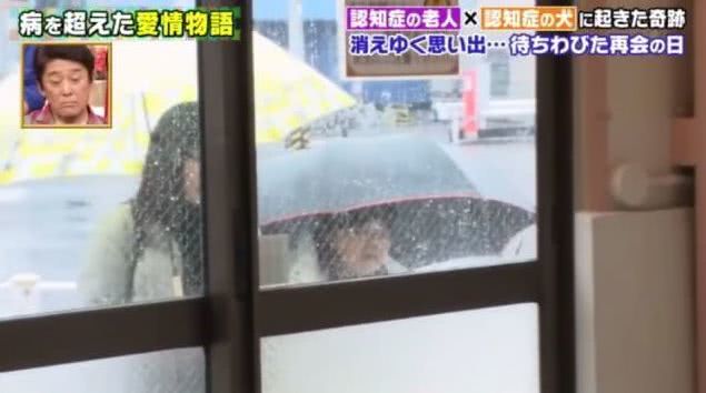 一起患上了痴呆症的奶奶和柴犬，长时间未见，感人的画面就此上演