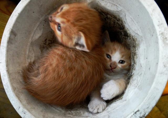 流浪小猫被困下水道，猫妈妈找路人求助，被救出后欣喜的离开了