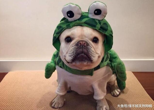 謹記：這5種食物法國斗牛犬不能吃，你有在喂嗎？