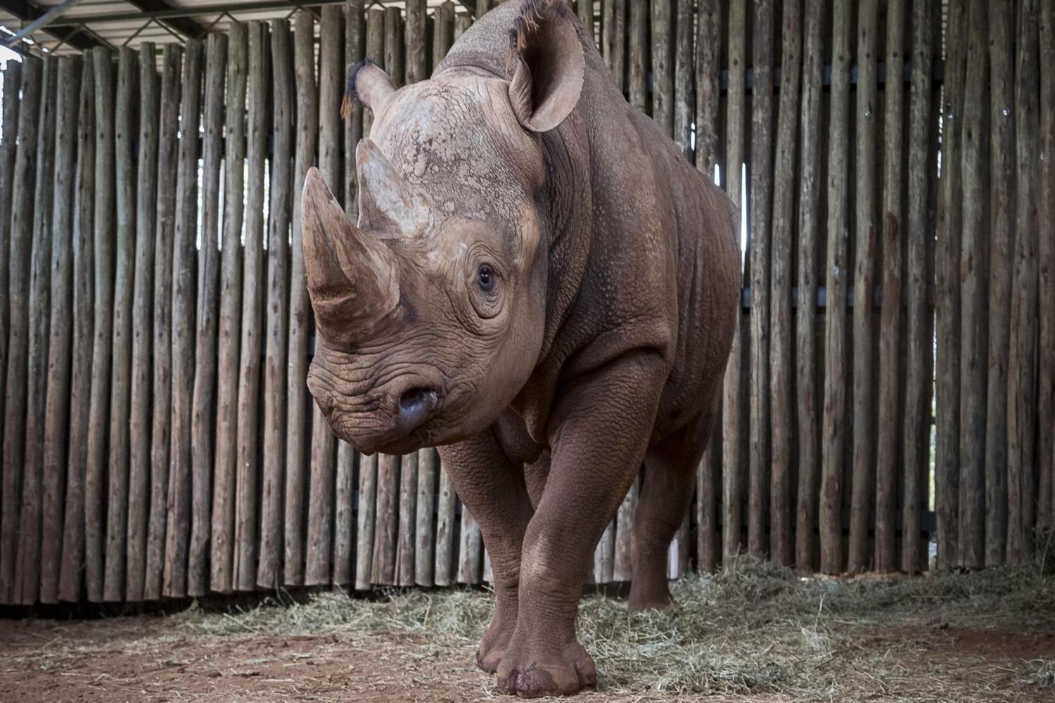 黑犀牛有强大的管状耳朵，可以自由地向各个方向旋转