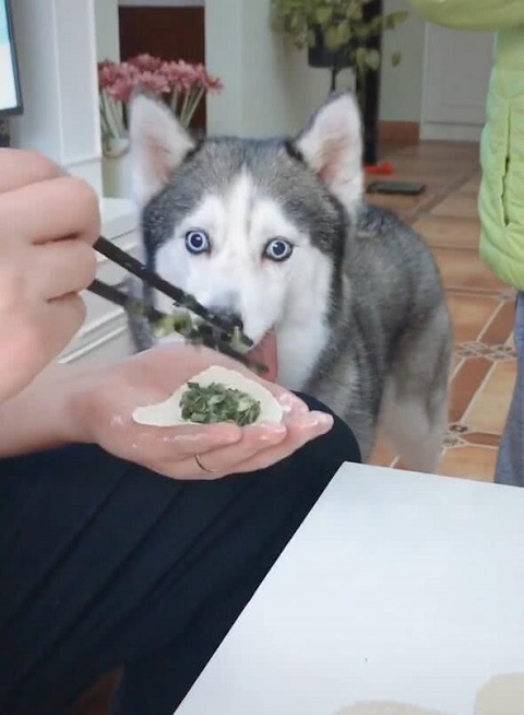 主人在包饺子，哈士奇在旁边看得入迷，网友：二哈你的舌头断了吗？