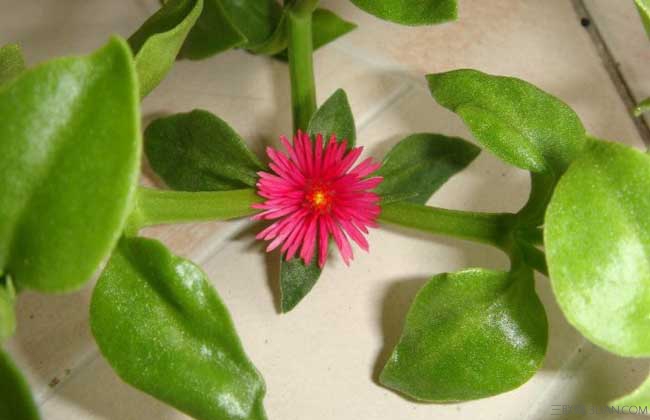 牡丹吊兰的养殖方法和注意事项有哪些，这里知道来看看吧